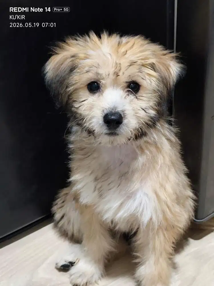 open adopt maltipo kuakitas bagus