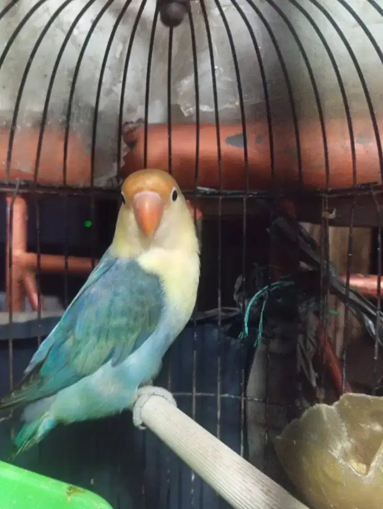 LOVEBIRD PB JANTAN 6 BLN SIAP TERNAK