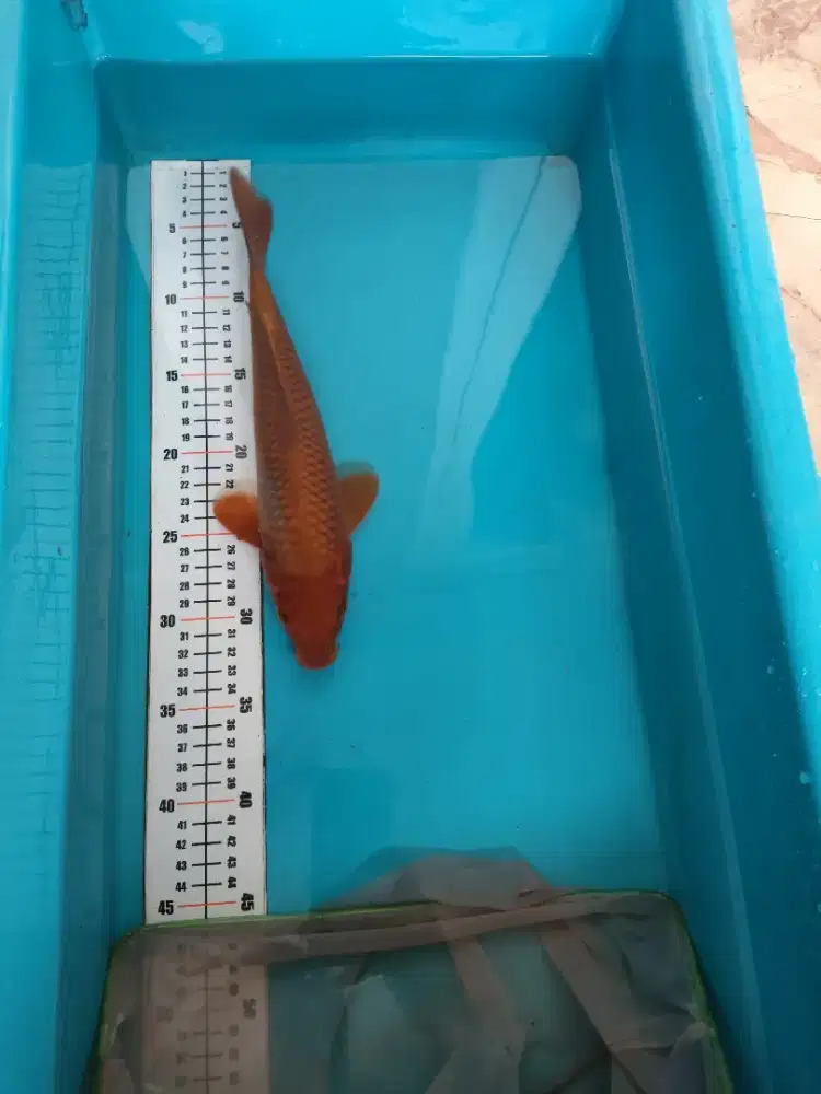 Ikan koi blitar penjinak kolam chagoi tembaga