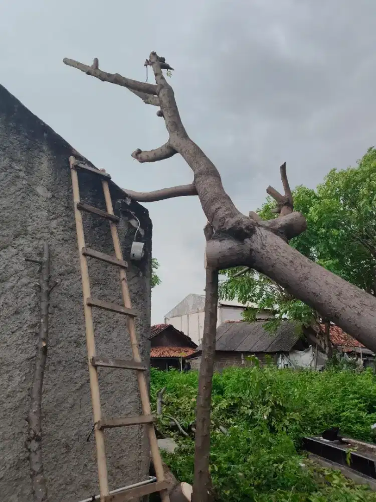 jasa tebang pohon