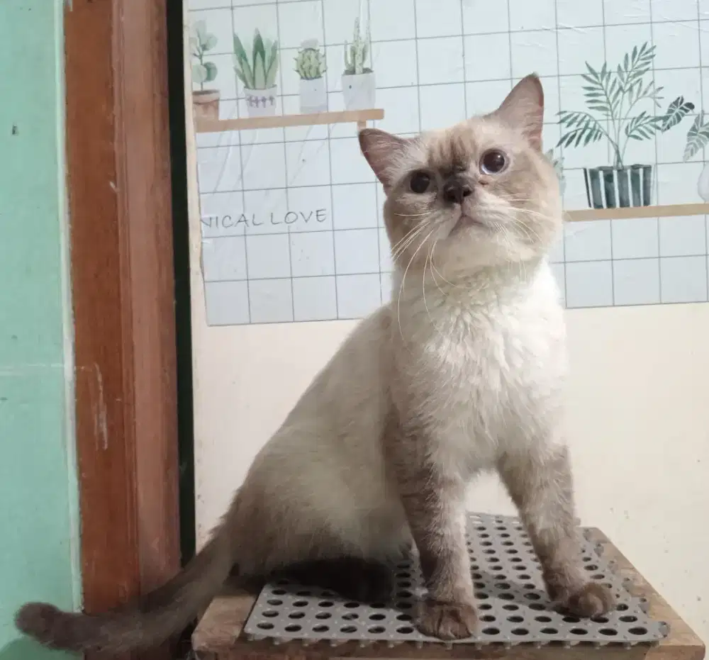 Kucing persia/jantan/10 bulan