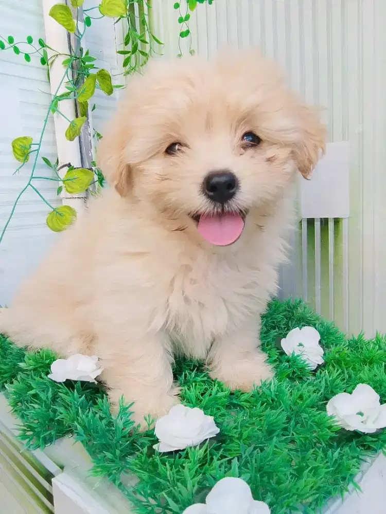 Puppy betyna 2 bulan