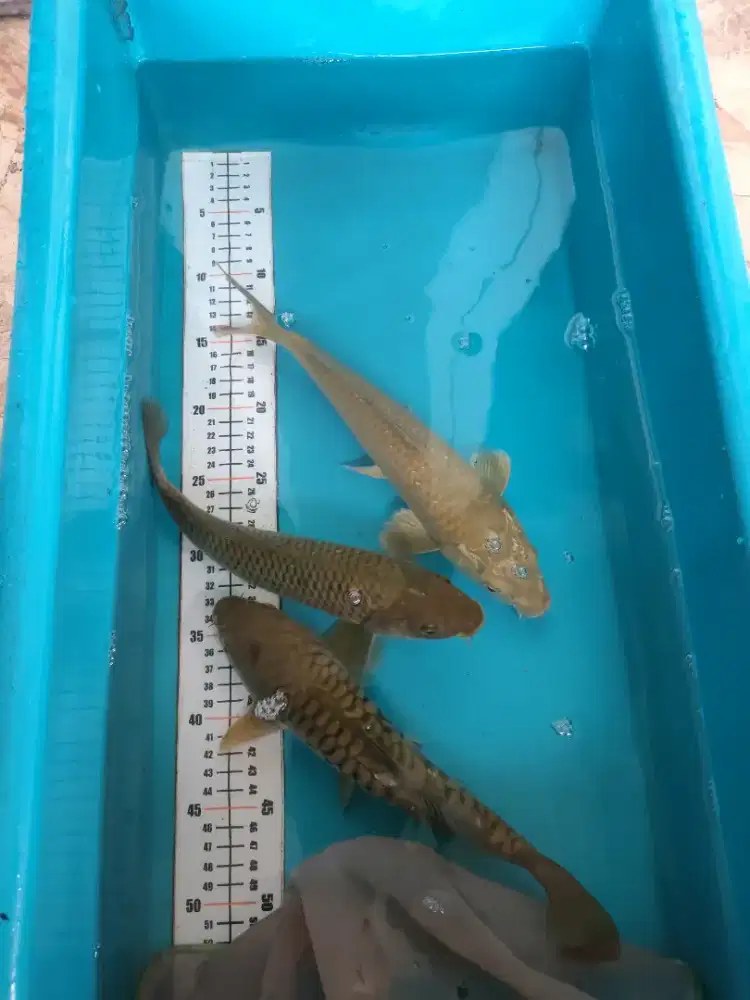 Ikan koi blitar saragoi penjinak kolam
