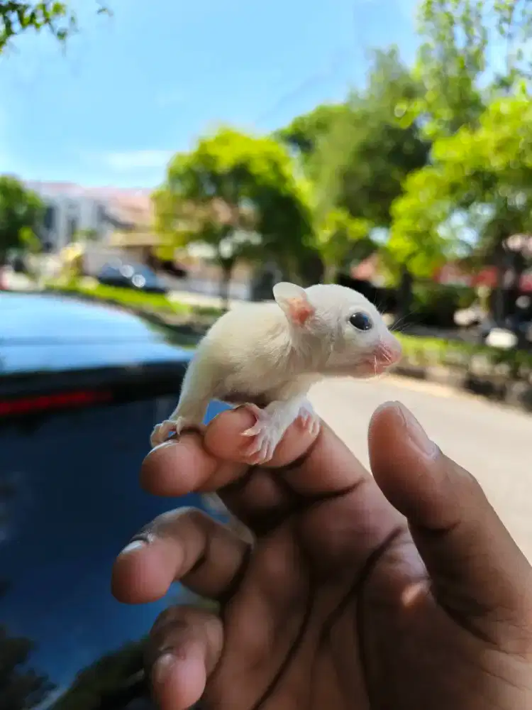 Sugar glider leucistic joey