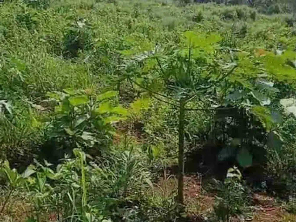 Jual cepat Kebun pepaya 1 Hektar di Purworejo