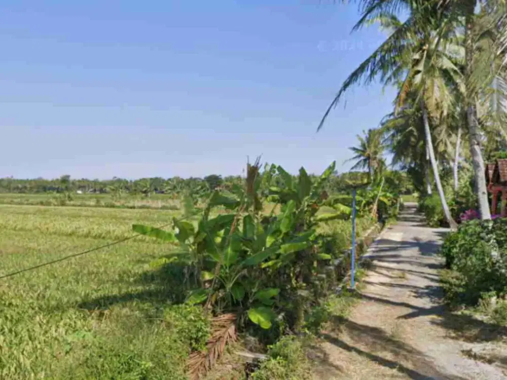 Tanah Murah View Sawah di Panjatan Kulon Progo
