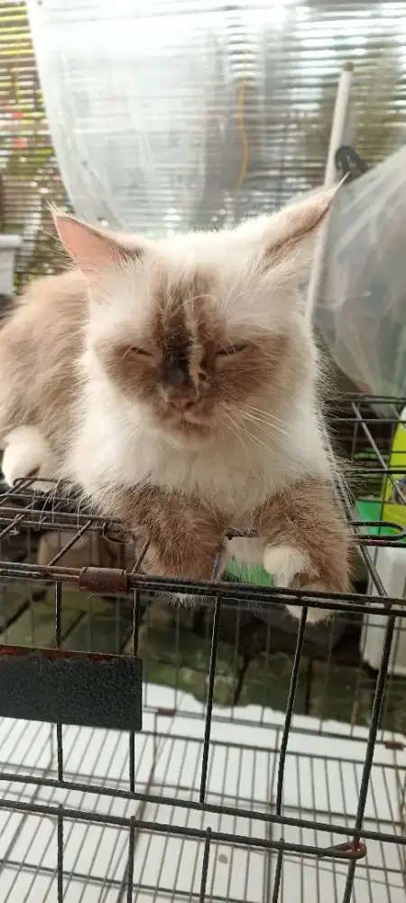 Lepas adopt 1.3th betina ragdol mix himala no jamur kutu Radensa depok