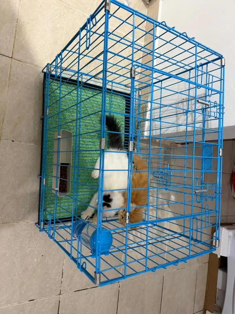 Dijual kucing persia munchkin