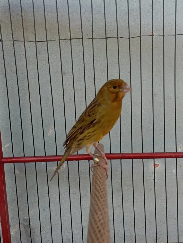 Burung kenari gacor dor isian red siskin