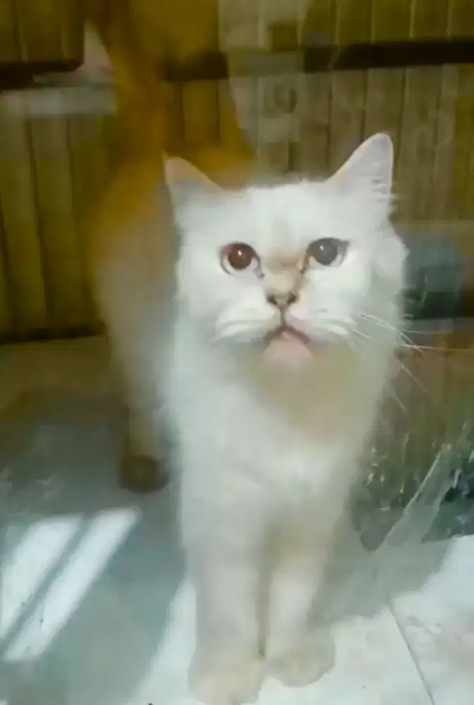 Kucing betina himalaya