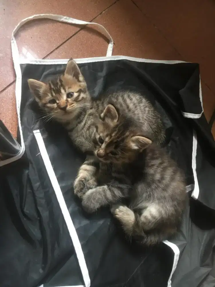 Anakan kucing persia