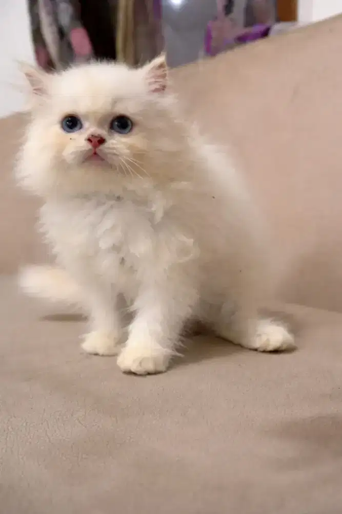 Kitten ragdoll jantan