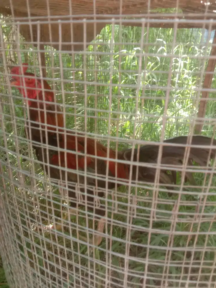 Dijual ayam Siam pejantan