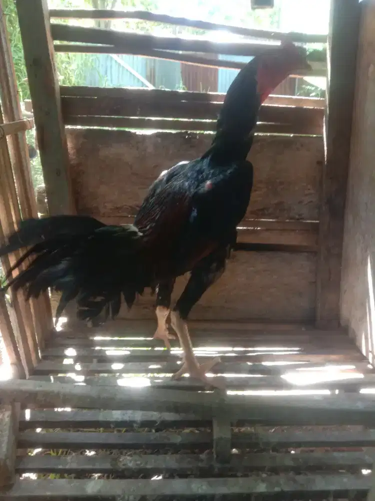 Dijual ayam Siam muda