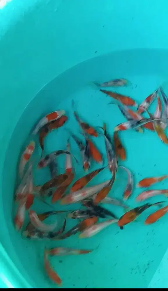 Jual paket ikan koi 20 ekor