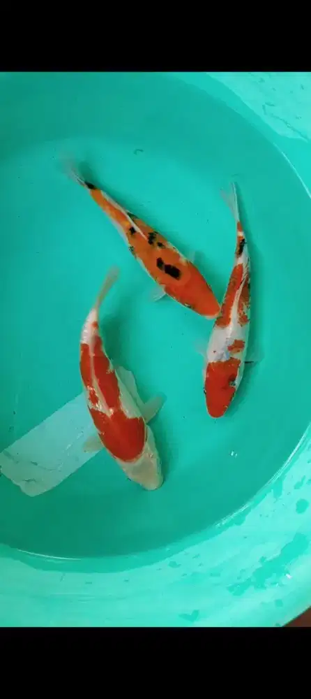 Jual paket ikan koi 3 ekor size-+20