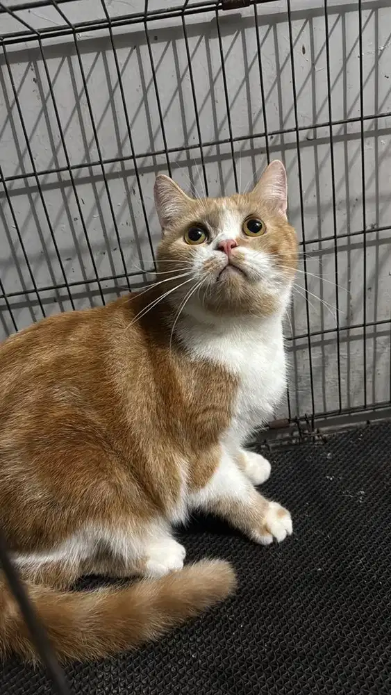 Bsh oren putih jantan