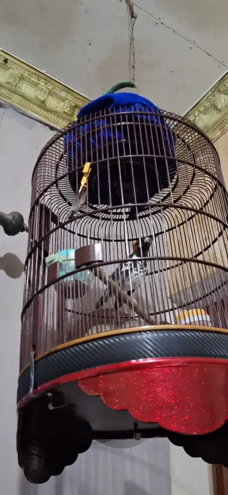 Burung anis kembang gacor