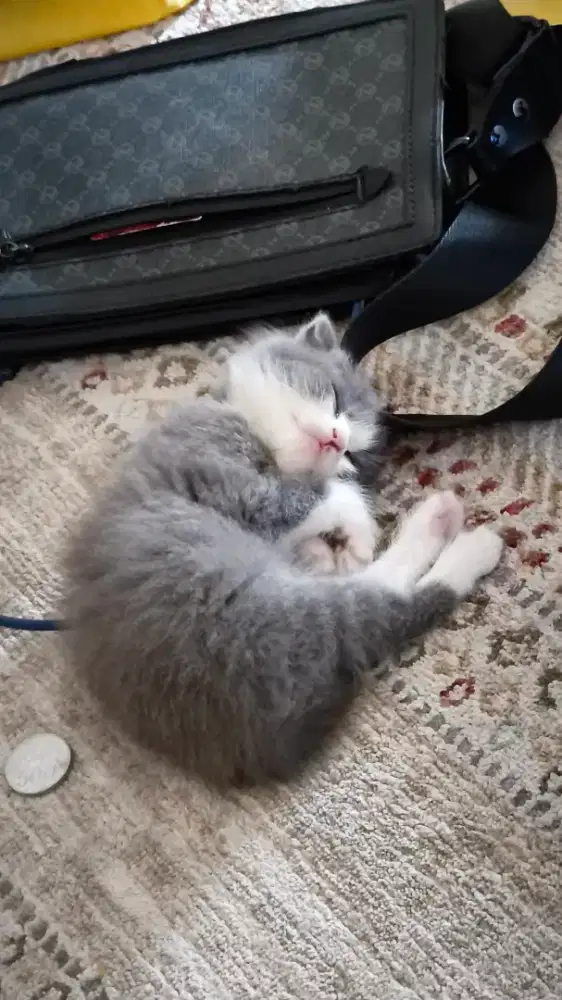 kitten scottish fold bsh