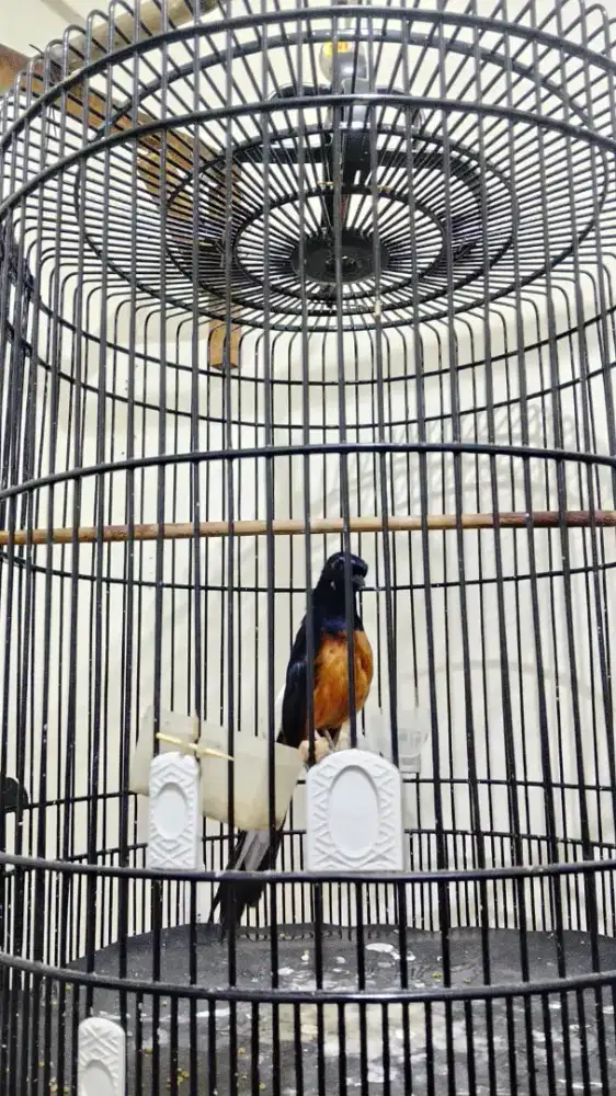 Burung muray blorok
