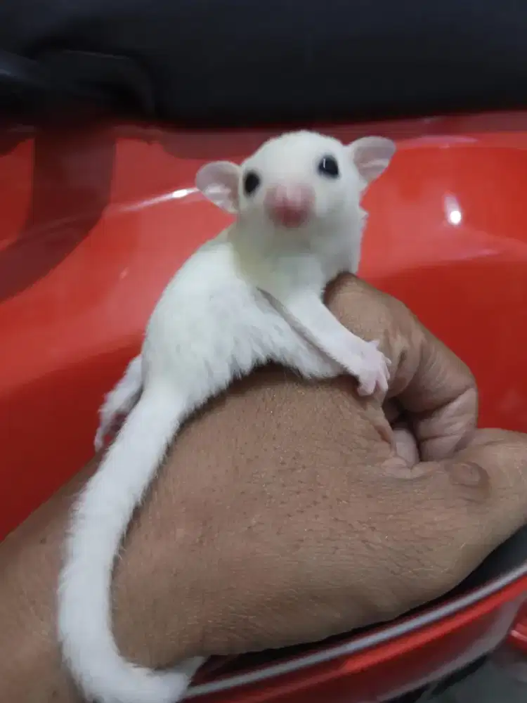Sugar glider joey