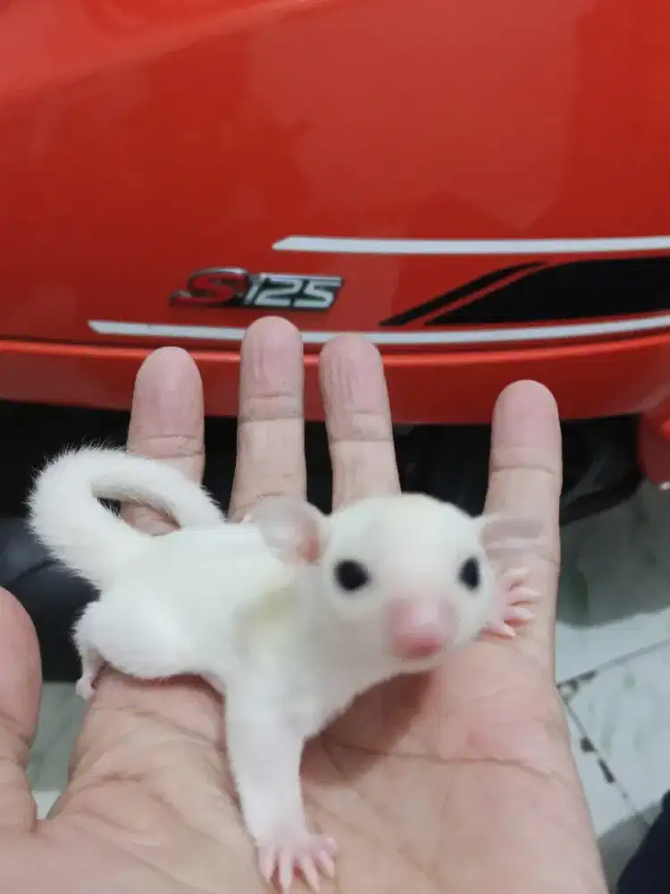 Sugar glider joey