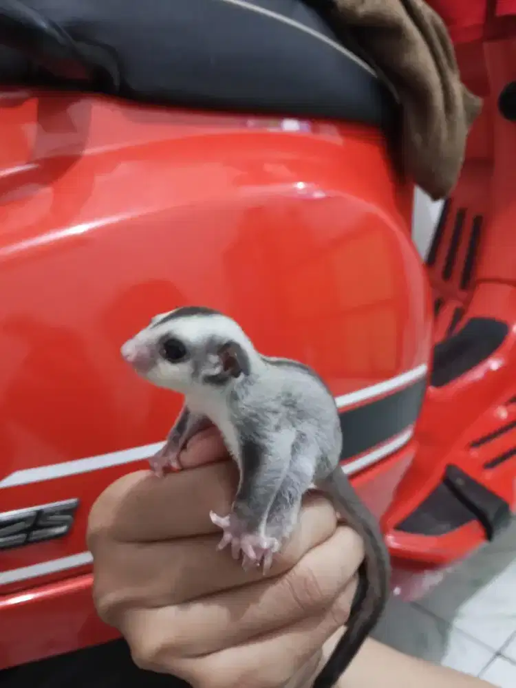 Sugar glider joey