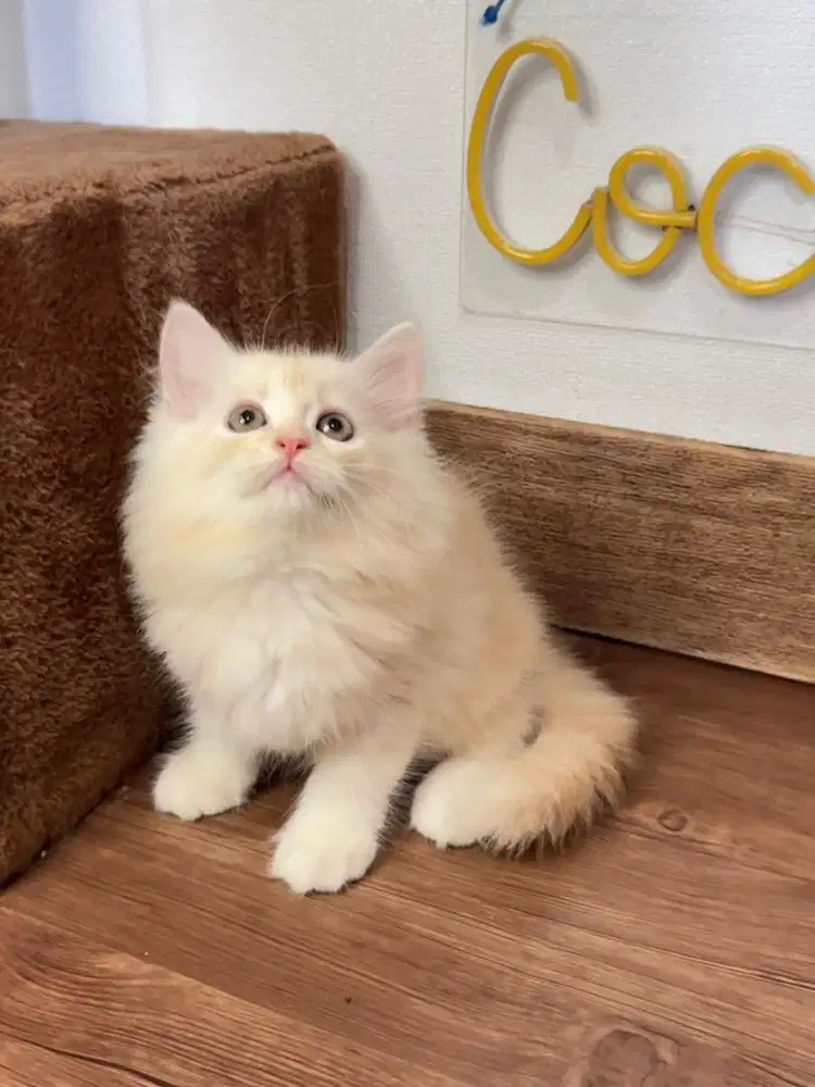 Kitten Kucing Persia