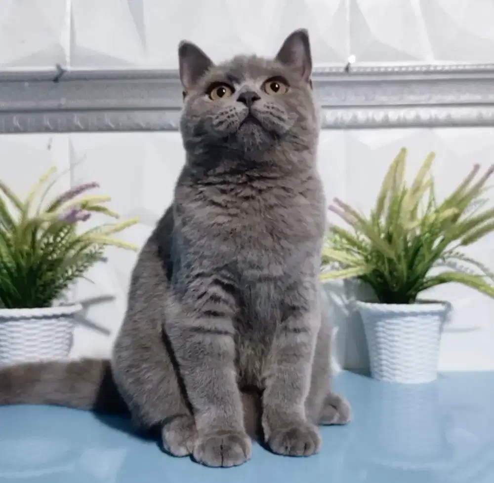 British Shorthair cat