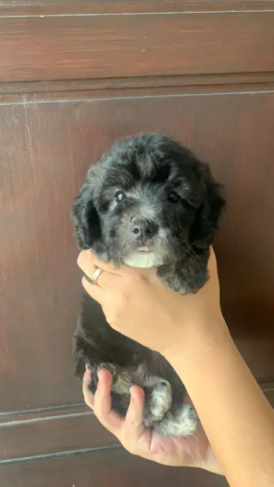 silver poodle dan black poodle male