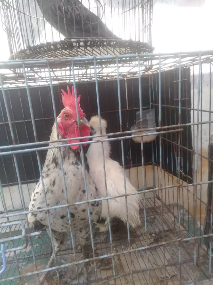 Jual sepasang ayam. Ketawa x silki usa