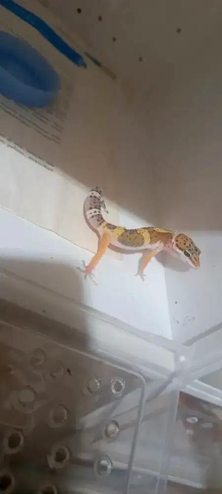 LEOPARD GECKO MSBN