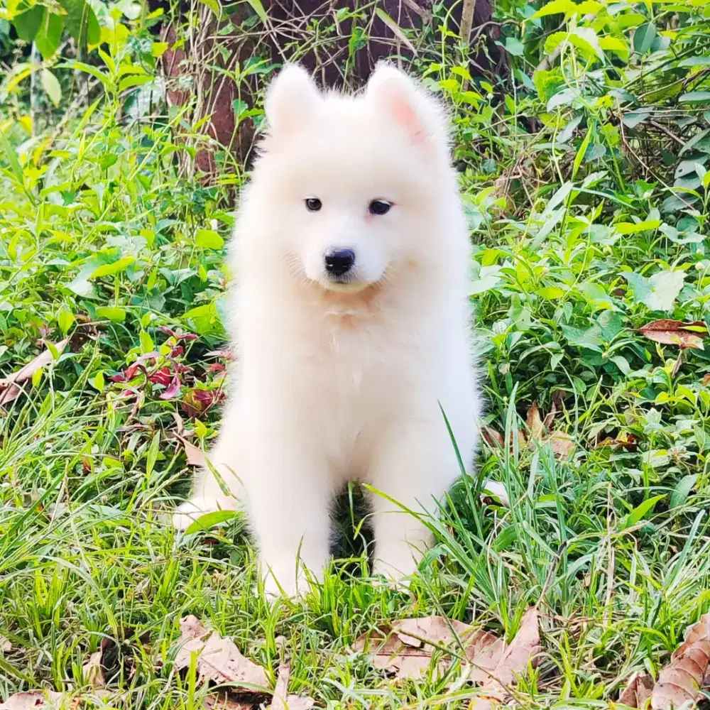 anak anjing samoyed
