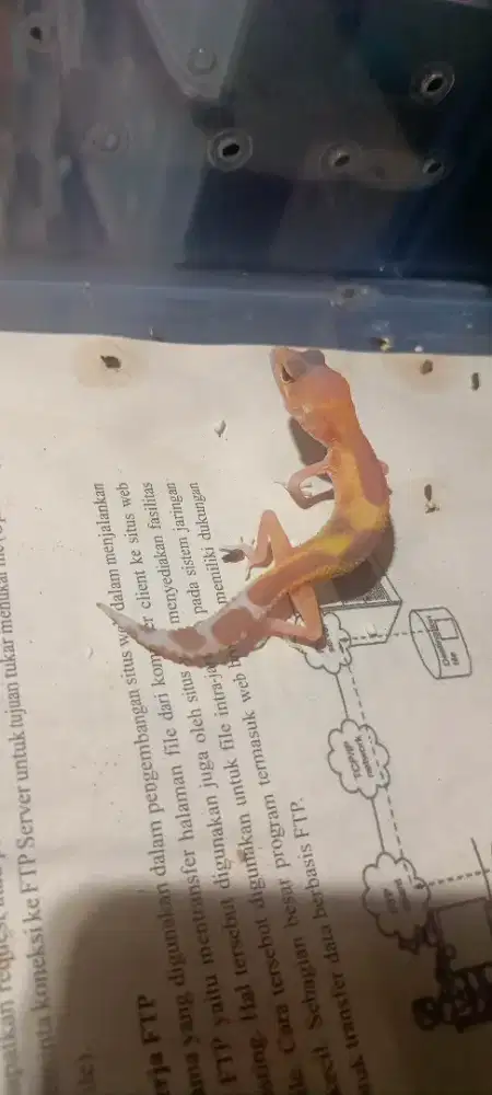 LEOPARD GECKO CHOCOLATE