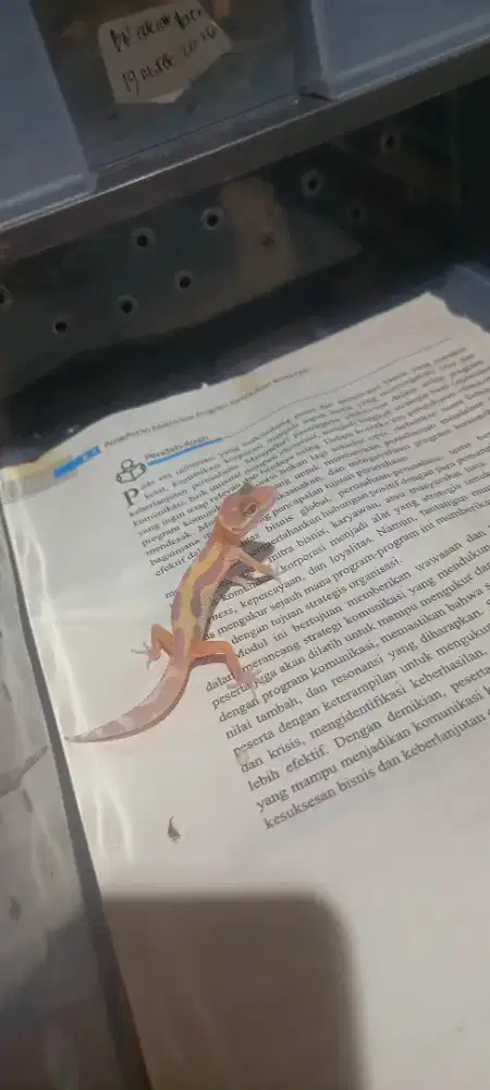 Leopard gecko bn cross