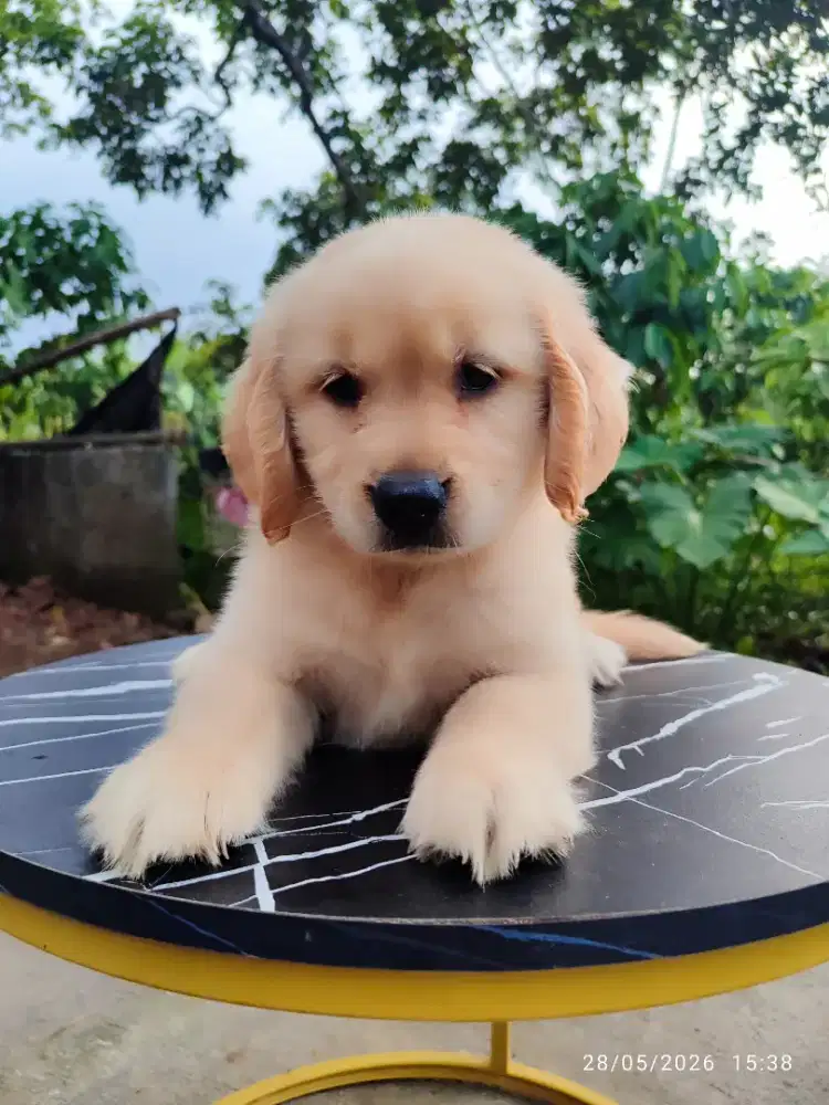 anak anjing golden betina