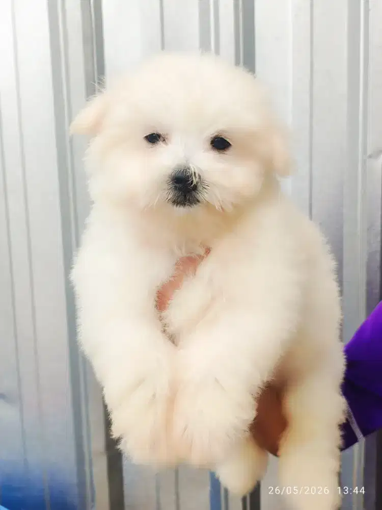 anak anjing maltese