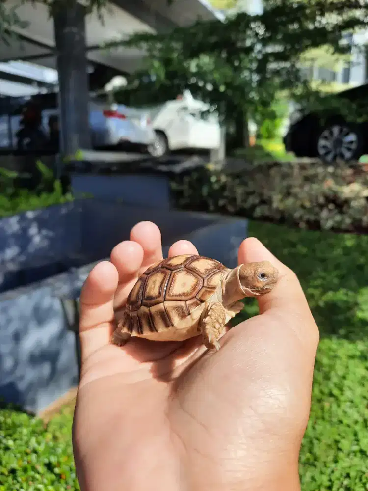 Kura sulcata baby up