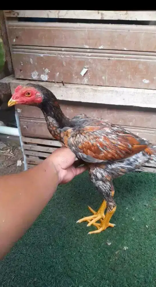 Anak ayam bagus