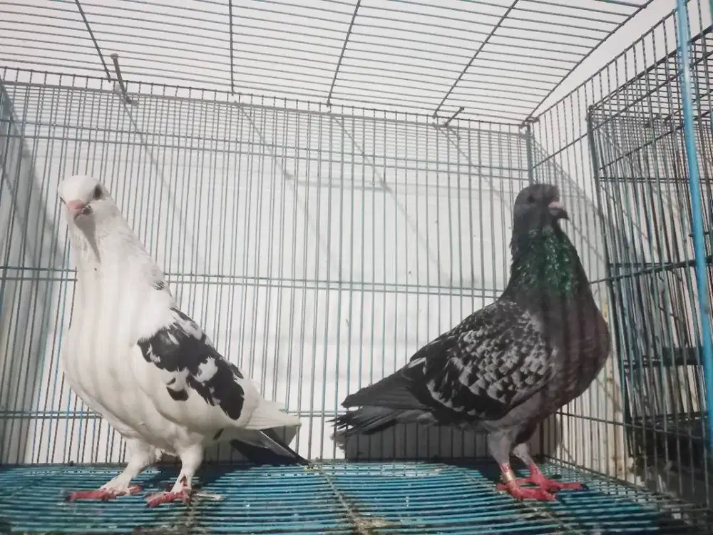 Merpati atau Burung Dara