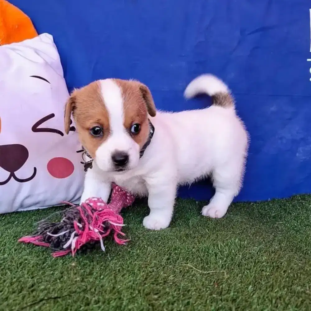 JUAL ANJING JACK RUSSELL TERRIER