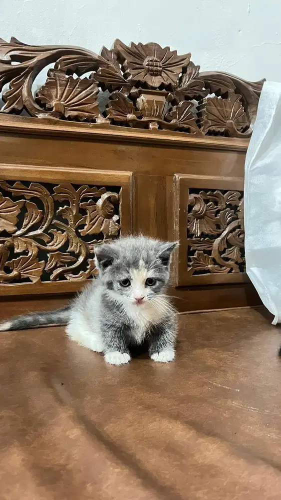 Kucing munchkin betina