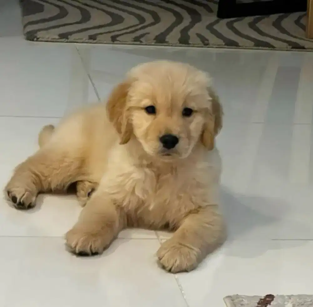 JUAL ANJING GOLDEN RETRIEVER