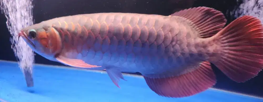 Ikan arwana super red