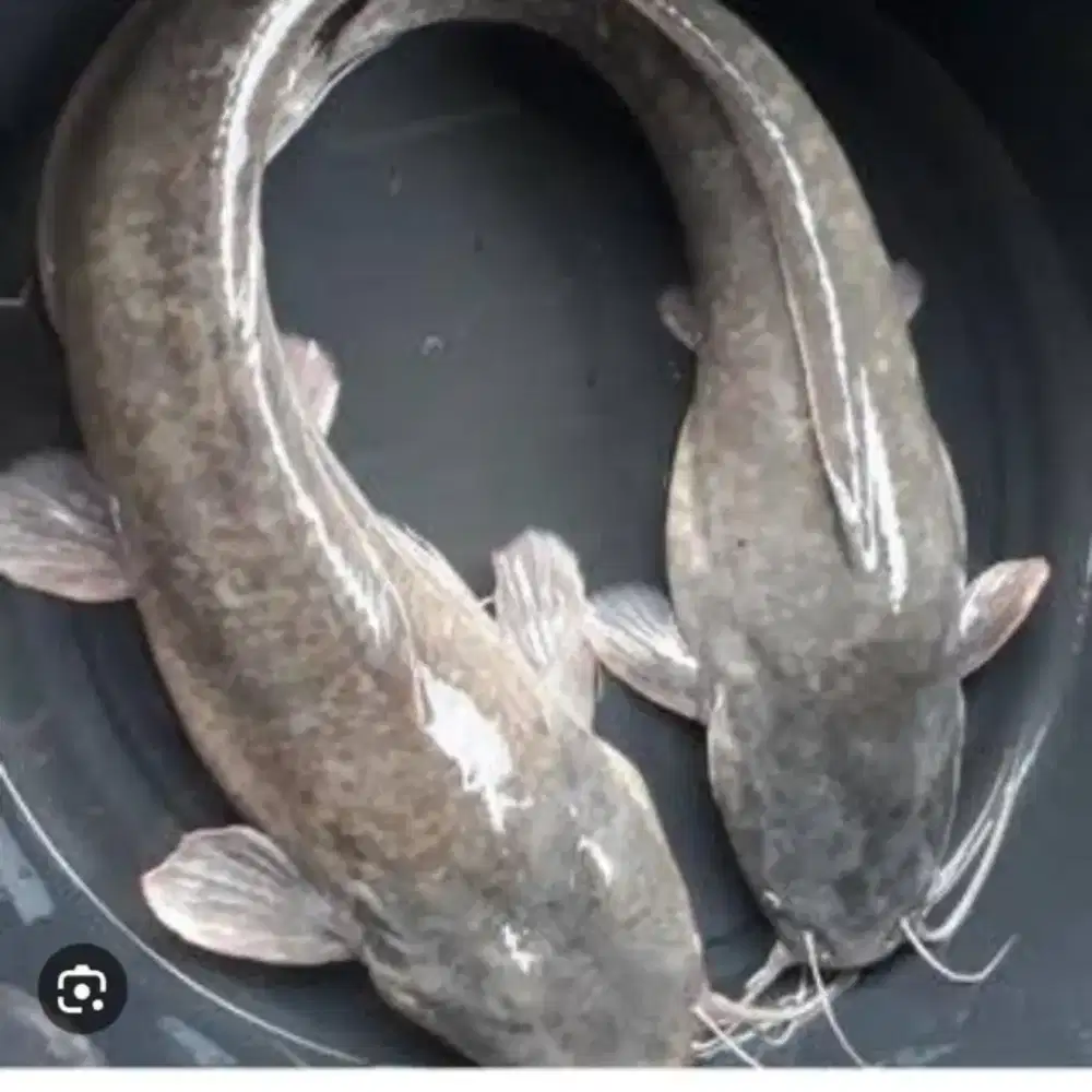Indukan Lele Sangkuriang