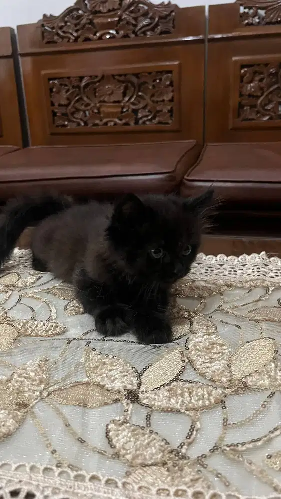 Kucing Munchkin ns