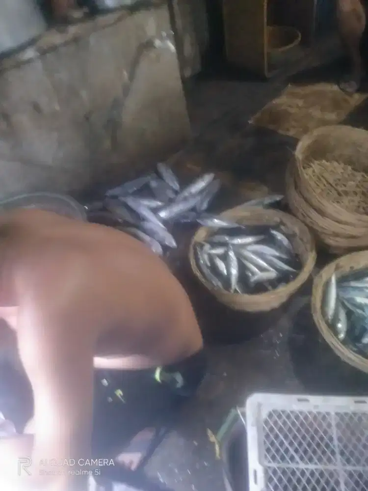 Kami menjual ikan bandeng presto dan jenis ikan lainya