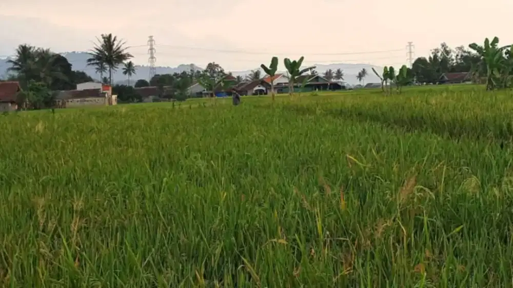 Jual sawah bisa untuk investasi