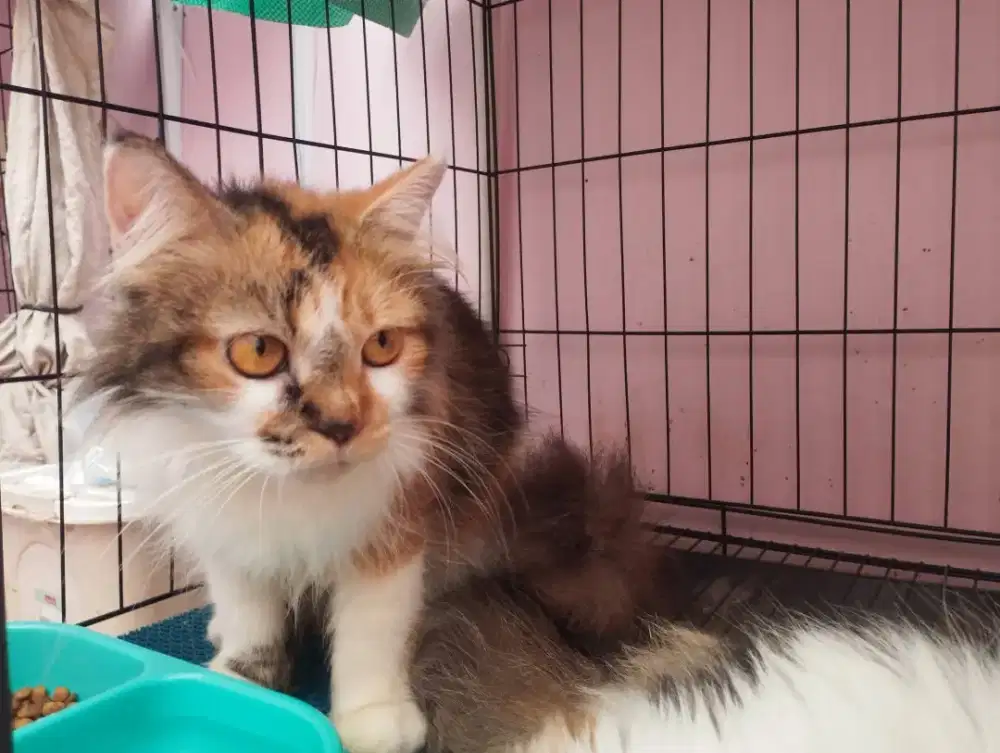 Indukan Persia Longhair Calico Proven 1x