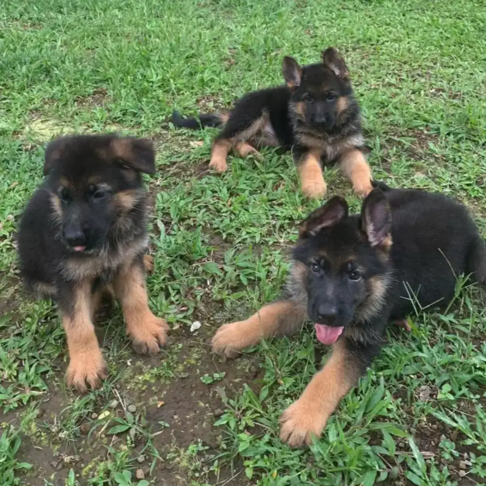 JUAL ANJING GERMAN SHEPHERD HERDER
